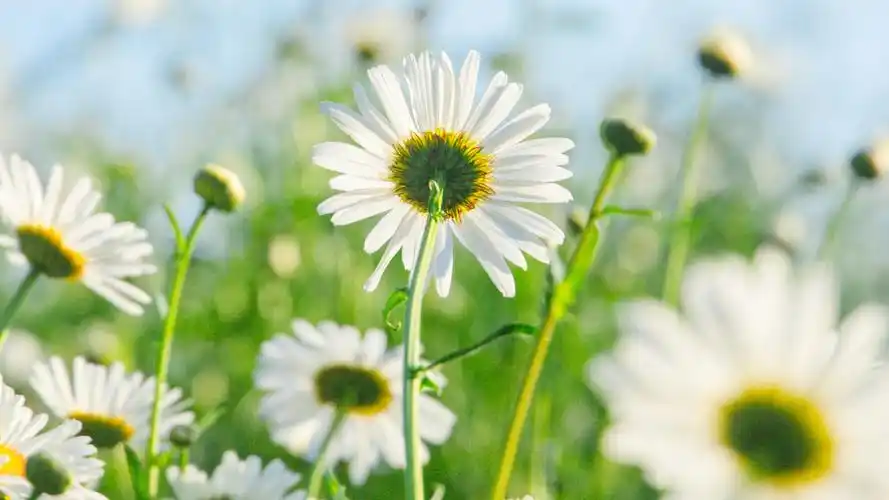 清新淡雅的雏菊