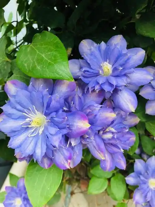 颜值很高的铁线莲蓝色风暴养护简单三季有花看你值得拥有