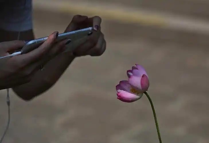 芊芊玉指 原本是在拍荷花,结果一双手进来了,电脑里看看这手指不错,就