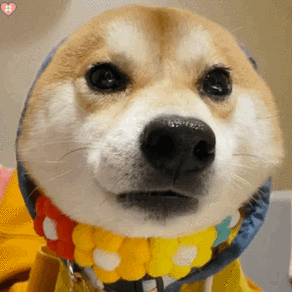 可爱狗狗动图表情包