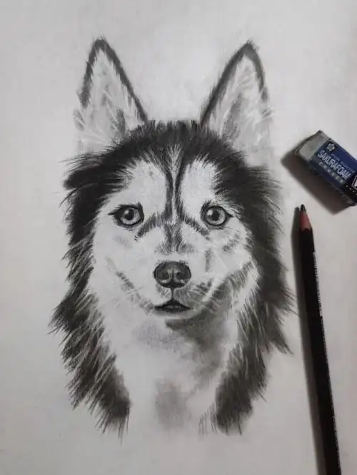 铅笔素描 呆头呆脑小狗子