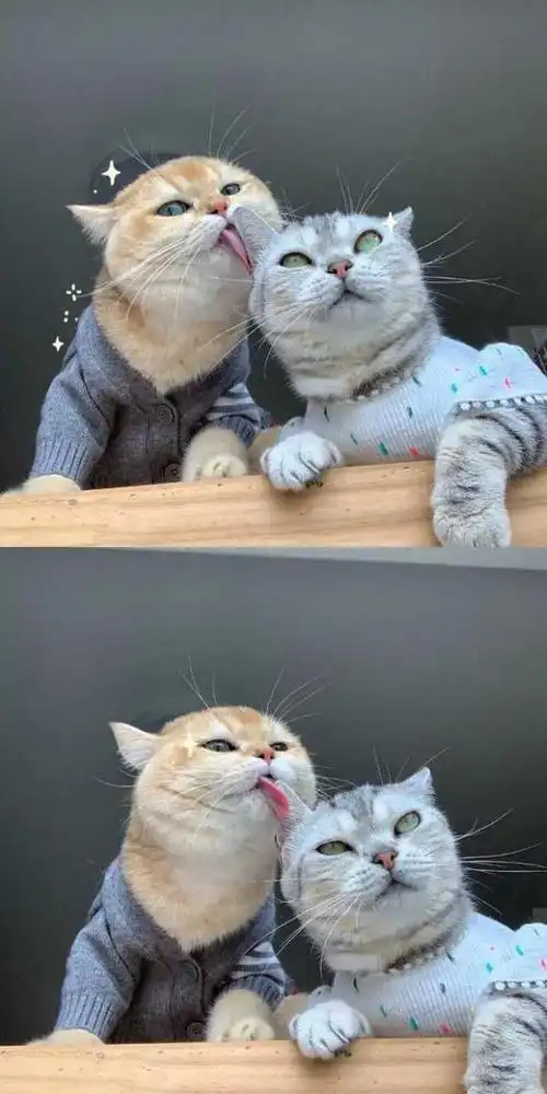 可爱小清新唯美温暖治愈系手机壁纸高清无水印