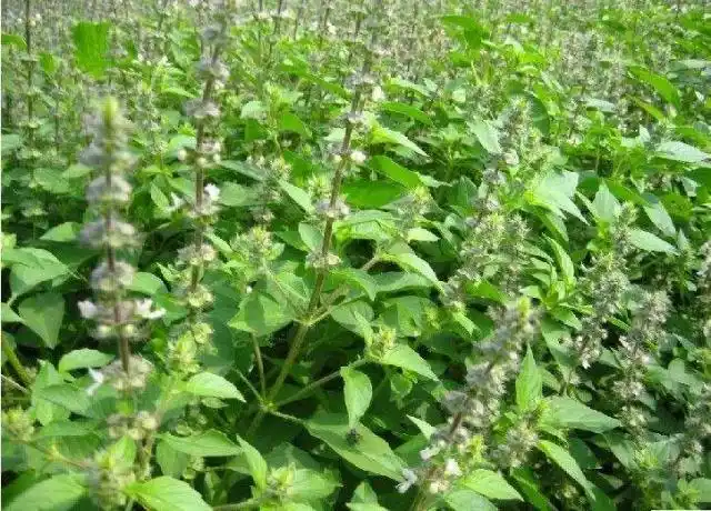 农村这种"香草",味道十分强烈,对肺有好处,春天很抢手