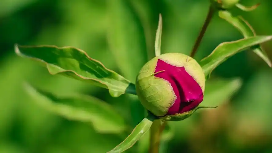 标题:《我心飞翔-芍药花苞》10张