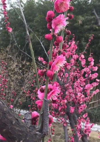 因为有你而芬芳,因为有你而美丽『梅花』