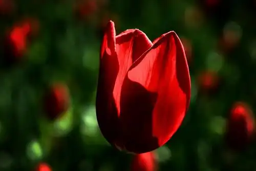 北京植物园- 侧光下的郁金香