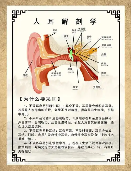 m768中医耳朵采耳解剖装饰画写真海报印制展板写真