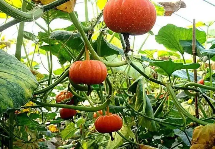 能够吃到各种各样的瓜,作为地球人感到十分幸福