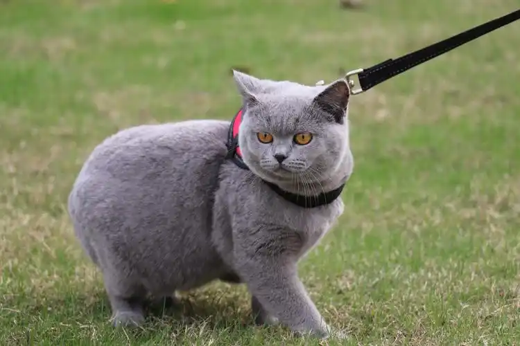 双血统 英短纯蓝色 英短蓝猫