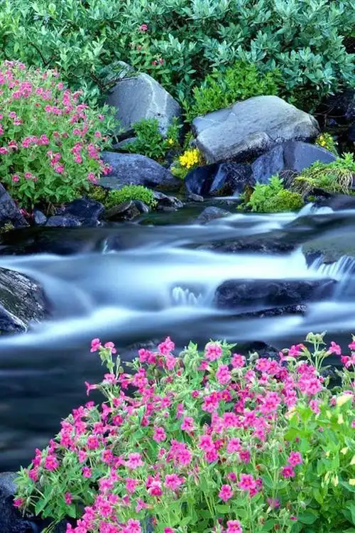 唯美自然溪流风景手机壁纸