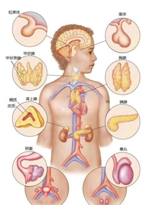 人体的八大系统以及微循环畅通对八大系统的帮助