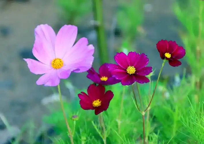 草原上的格桑花2