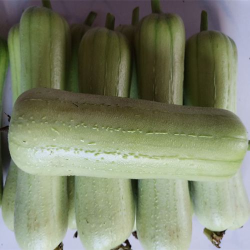 丝瓜长沙农家4斤湖南特产新鲜蔬菜白玉其它