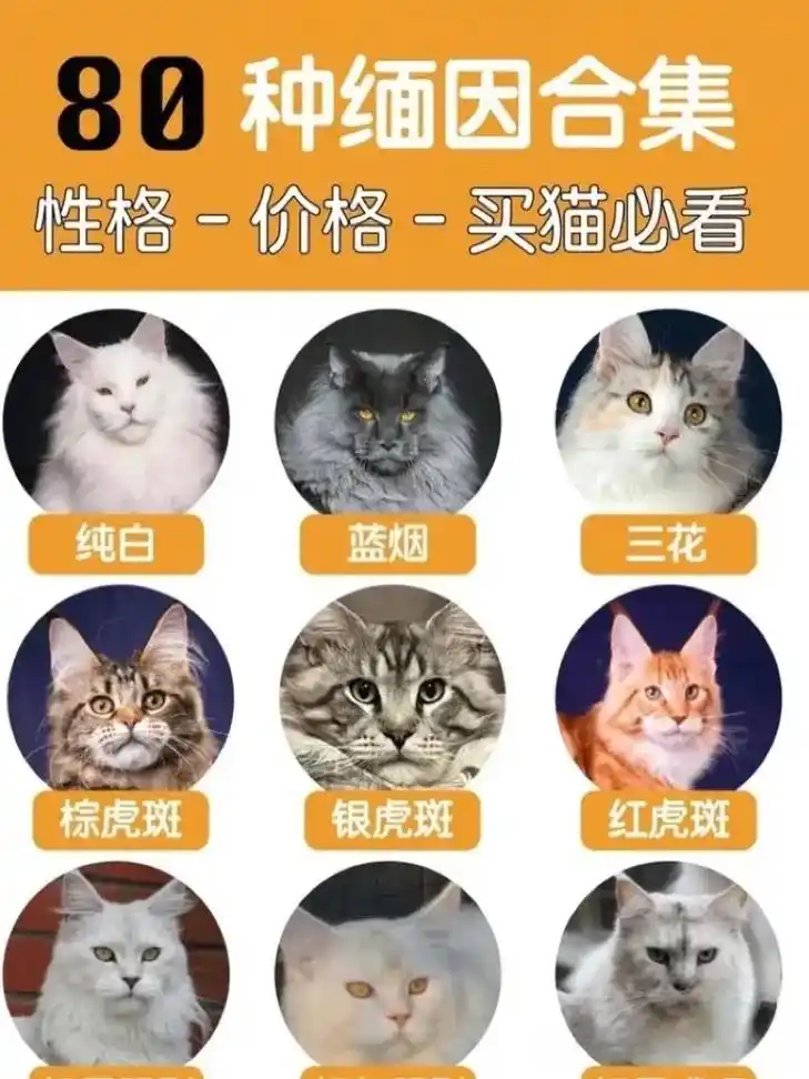 缅因猫|颜色有哪些你知道吗?