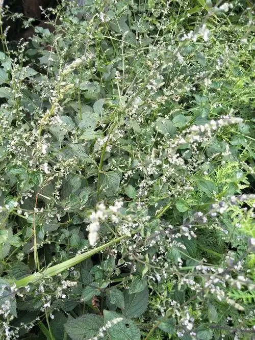日月峡本草拾零:白花香茶菜
