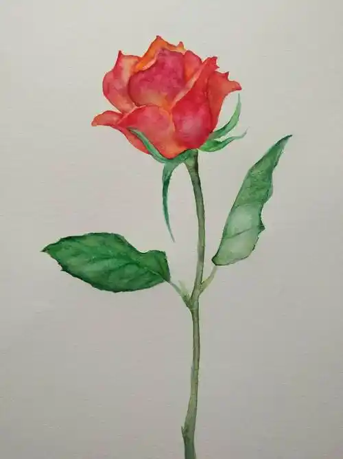 玫瑰花水彩画简单水彩玫瑰花的画法