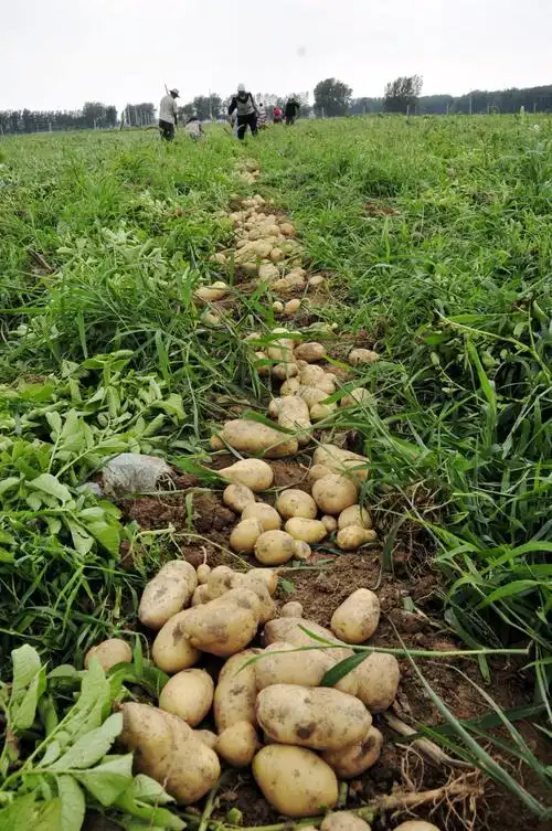 官厂乡小庄村产业扶贫项目有机蔬菜种植基地种植的土豆喜获丰收