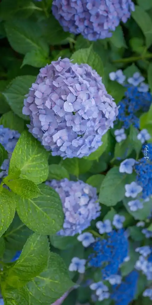 想要求几张蓝紫色系的绣球花的图