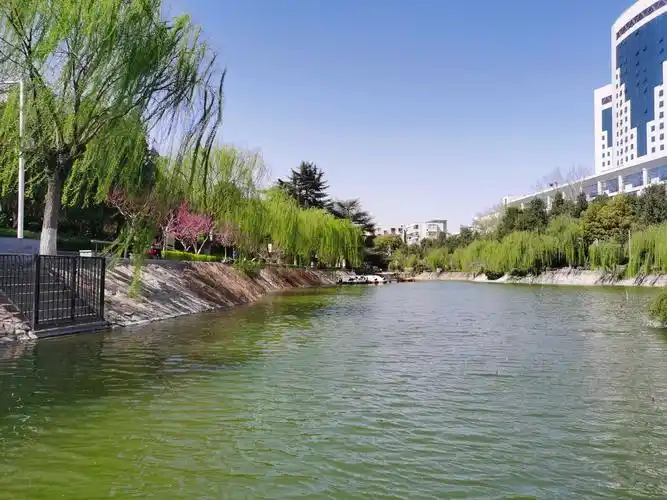 紫荆花开灿若烟霞!郑州紫荆山公园繁花似锦,姹紫嫣红-大河新闻