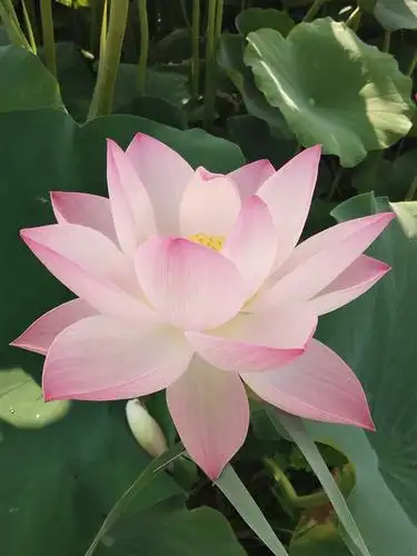 今日观赏莲花时,相信缘分天注定,彩云呈现莲花形,极乐世界展人间