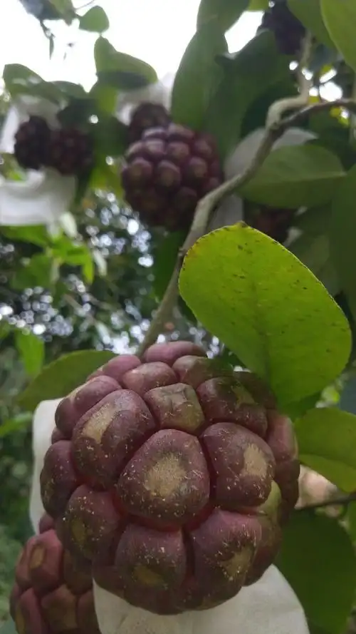 玫栀 黑老虎布福娜果恶魔果实新鲜稀奇古怪的水果罕见稀有当季稀奇