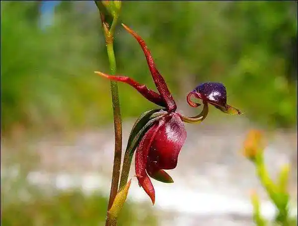 世界上最稀有的花名(世界上最稀有的花排名)插图32