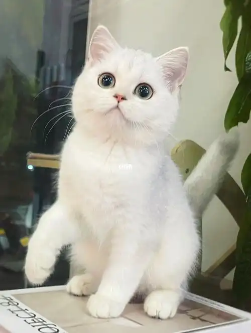 英短银渐层小猫咪磕到我的心巴上了