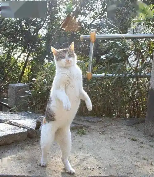 现在的猫,都已经学会了直立行走了吗