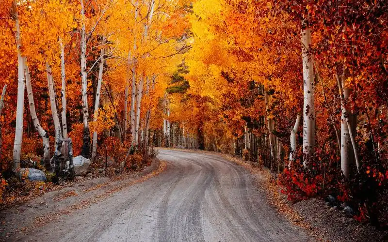 秋日里黄色落叶自然唯美风景桌面壁纸