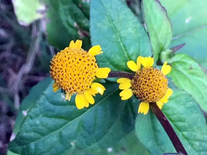 看花识植物金钮扣牙痛草20171215