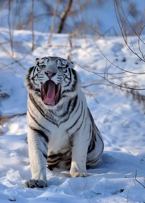 哈尔滨东北虎林园活泼可爱的白老虎