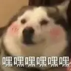 嘿嘿嘿嘿嘿嘿(狗狗害羞表情包)_害羞_狗狗_嘿嘿表情