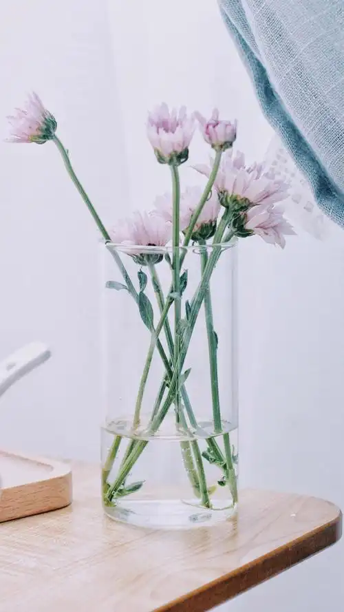 植物,简约,植物,高清,清新,静物,治愈系,手机壁纸,1080x1920