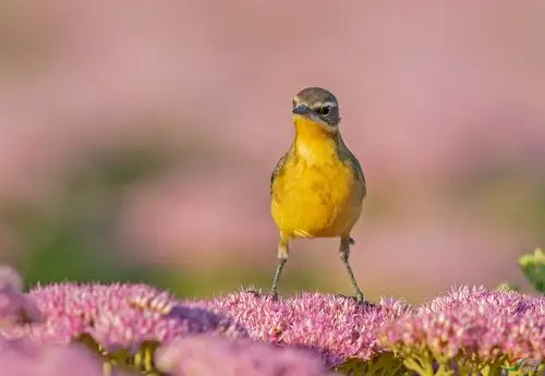 黄鹡鸰-河北版加油