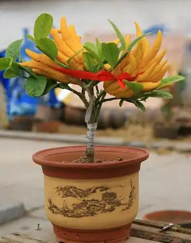 盆栽佛手,果实奇特,空气醉人,要如何管理呢?