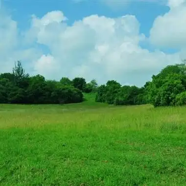 清新绿色风景头像最好看的绿色护眼的草地风景图片