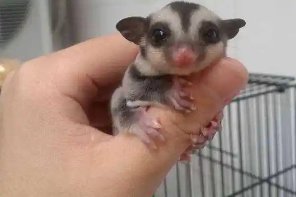 是当地的保护动物,所以饲养蜜袋鼯的时候,需要从正规的渠道进行购买