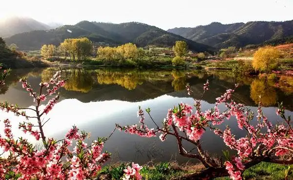 《在那桃花盛开的地方》刘新龙