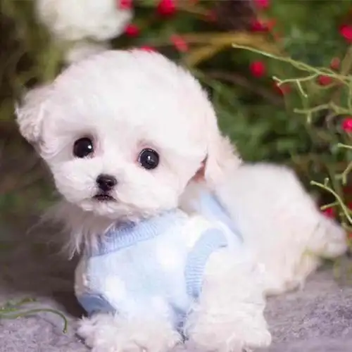 比如北京市,上海市,小城市的柴犬犬舍狗售卖茶杯犬就需要考虑到是不是