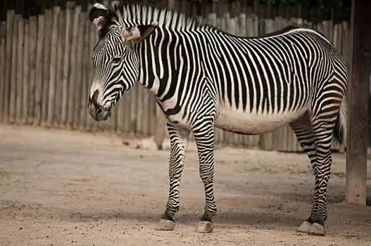 斑马,里斯本,动物园,站立