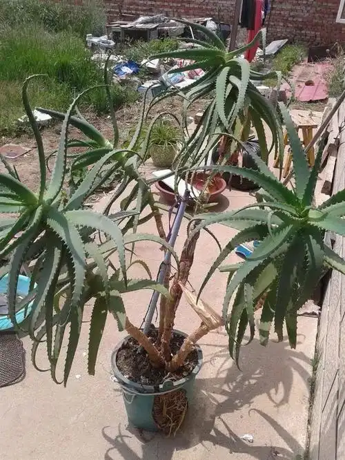 花友家养了几十年的芦荟,长得都快戳屋顶了…_木立