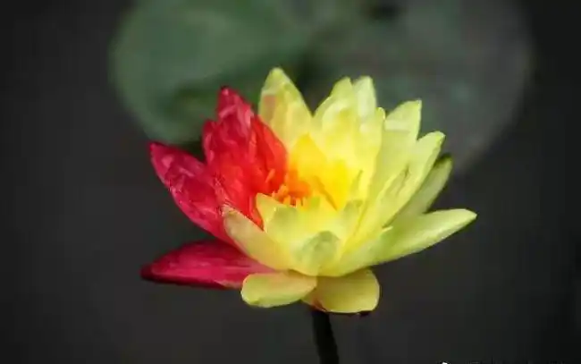 双色莲花济南绽放,媒体称出现概率只有五万分之一,实际并非如此