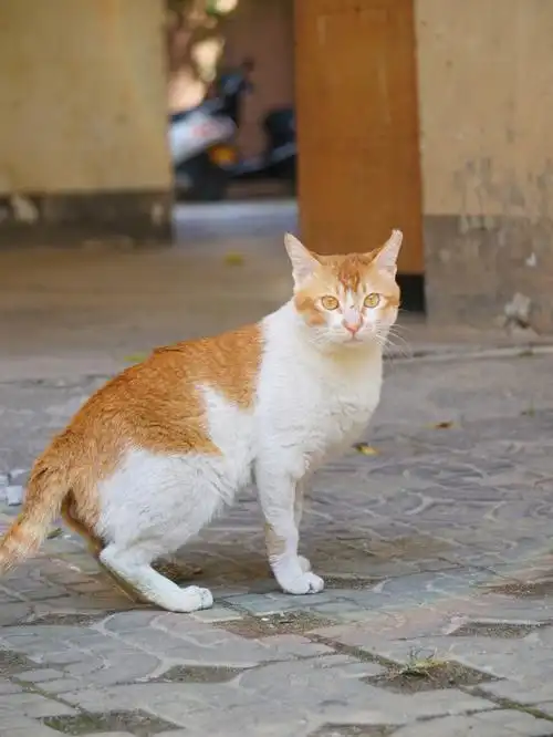 你喜欢小土猫吗