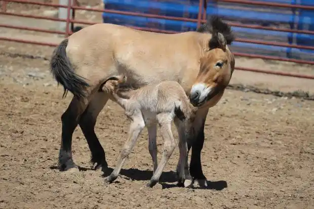 野马进入繁殖季,新疆野马繁殖研究中心再诞"小公主"