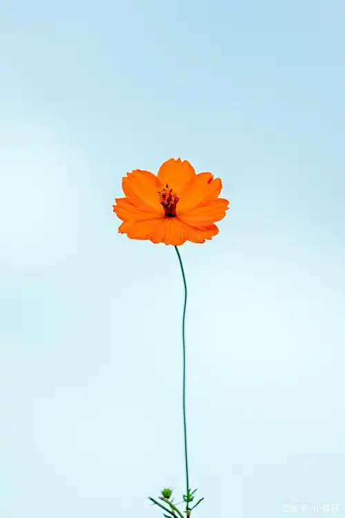 1242_1864竖版 竖屏