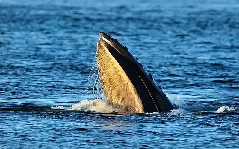 食物_浮游生物_鲸鱼