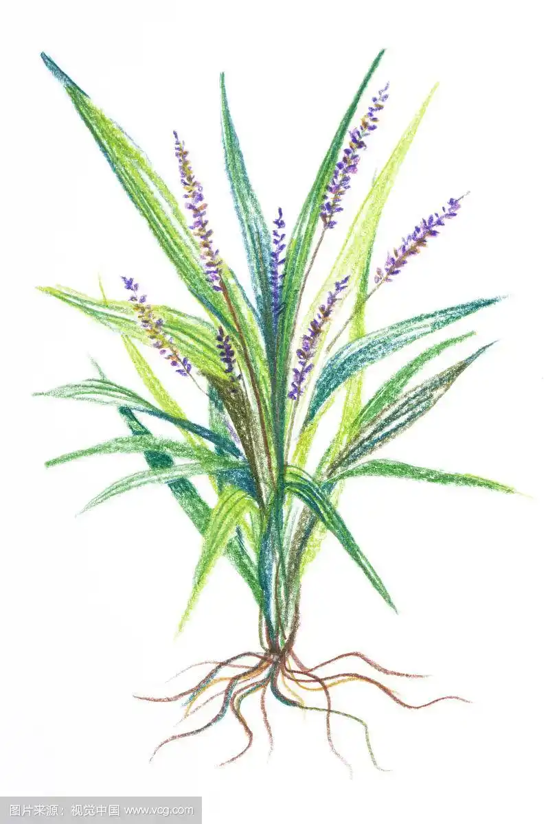 麦门冬,中药,插画