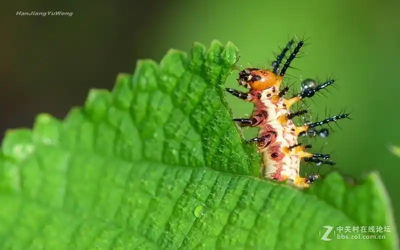 苎麻珍蝶幼虫