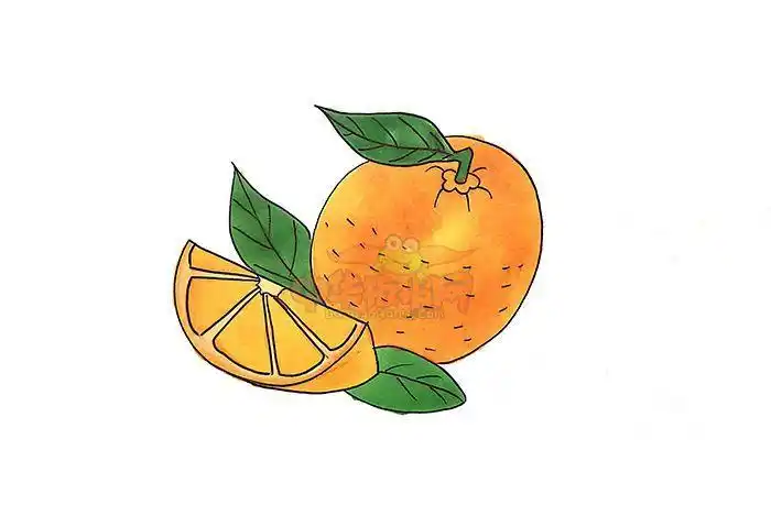 橙子怎么画简笔画简单的橙子简笔画步骤