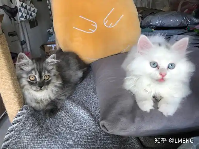 英短和土猫串串的宝宝长大了是什么样? - 知乎